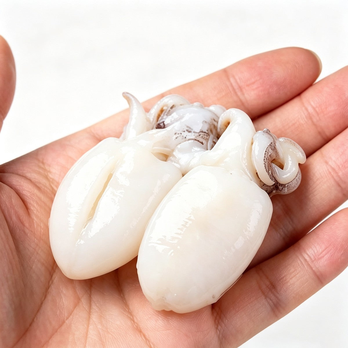Frozen Cleaned Baby Cuttlefish (photo 3)